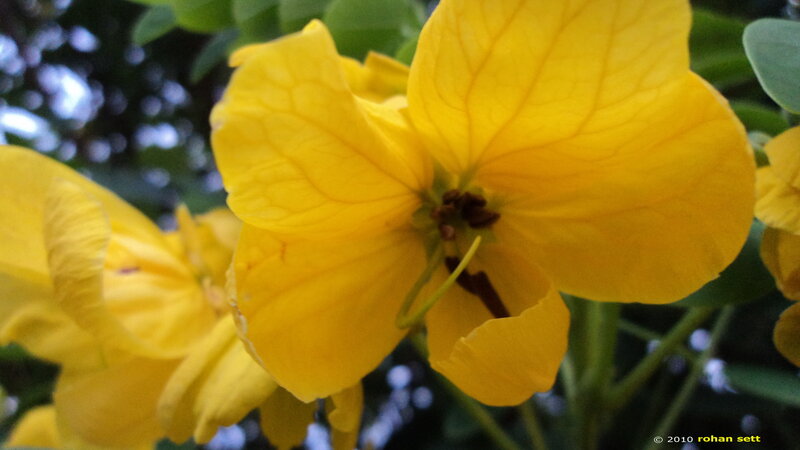 Yellow Flower Close-up — Serene