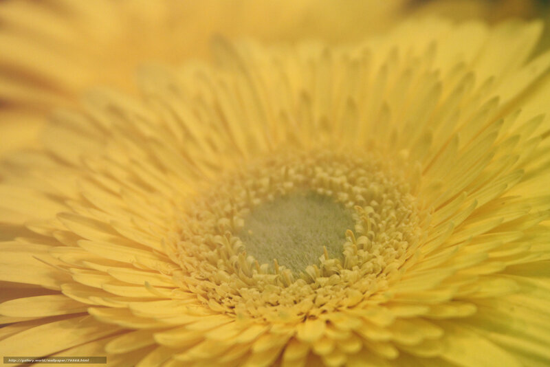 yellow flower close-up