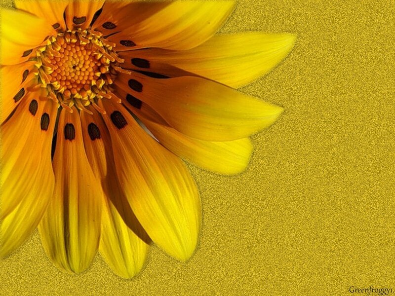 Yellow Flower Close-up — Vibrant, Photograph