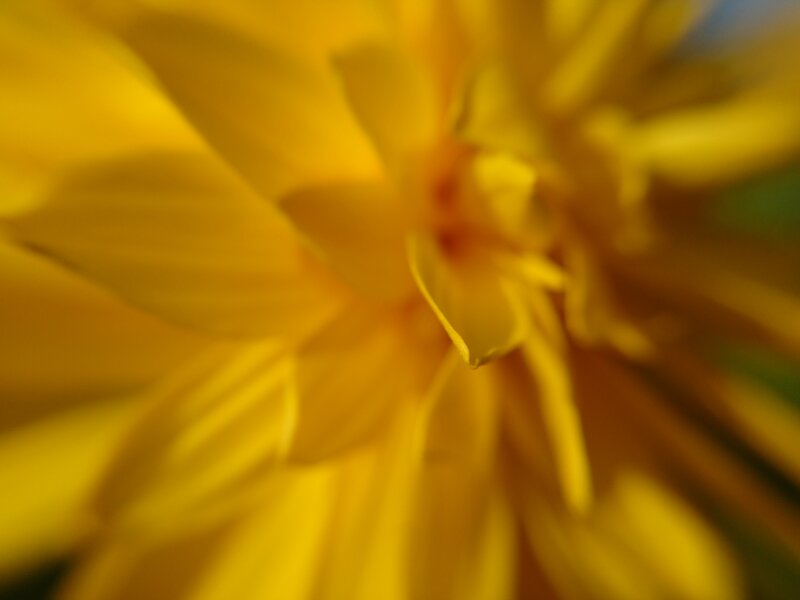 Yellow Flower Close-up — Warm
