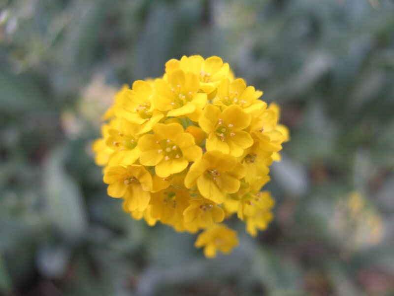 yellow flower cluster