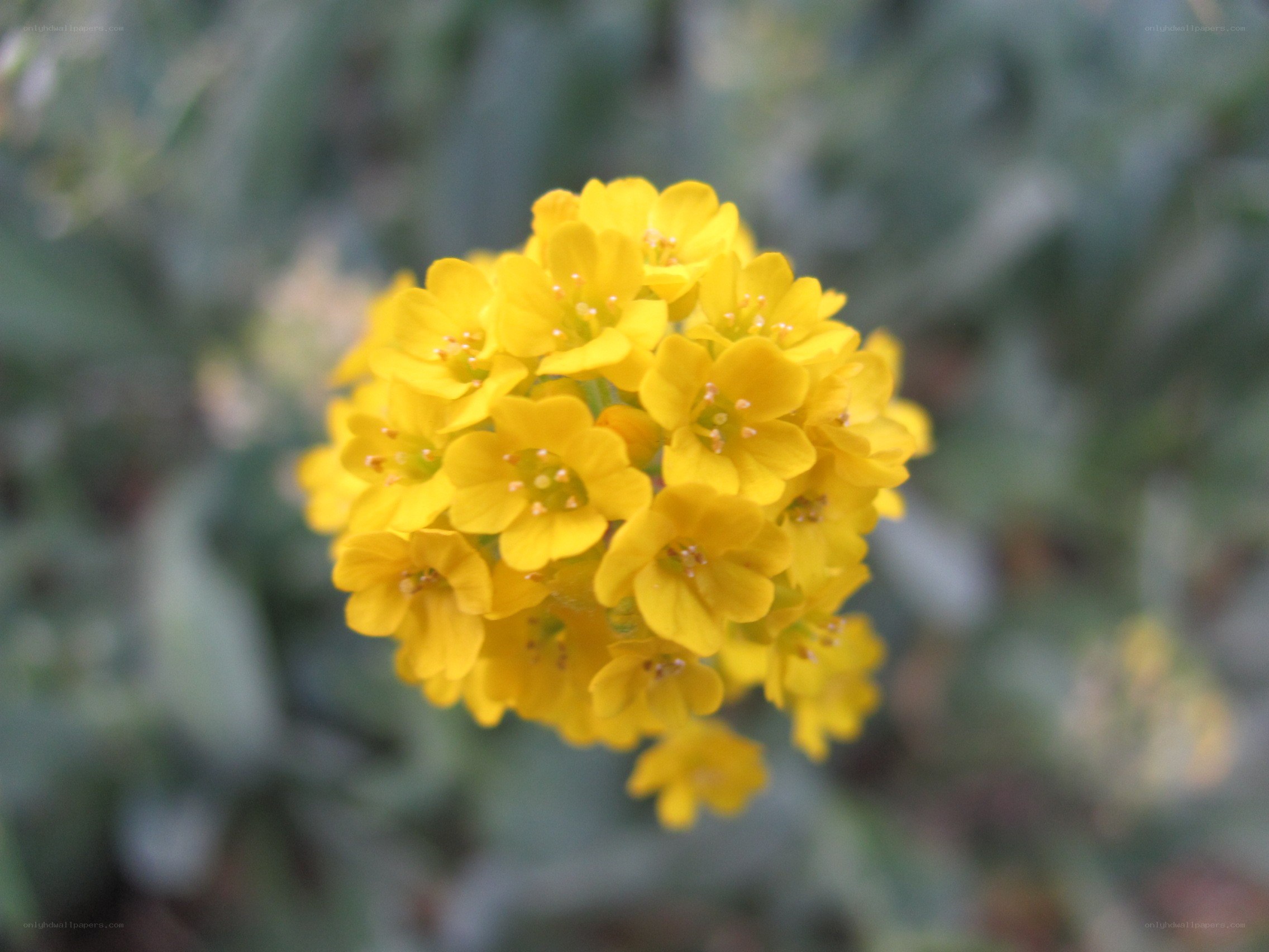 yellow flower cluster