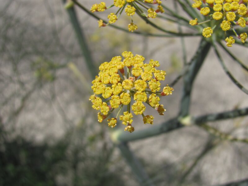 yellow flower cluster
