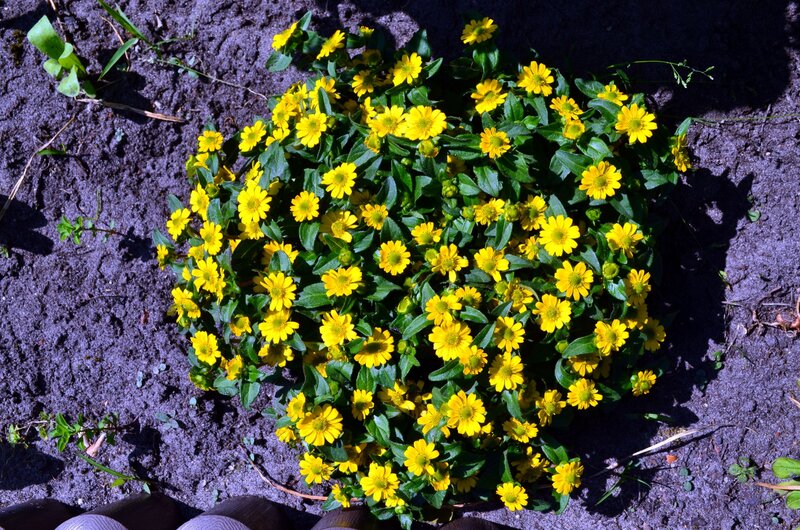 Yellow Flower Cluster — Bright