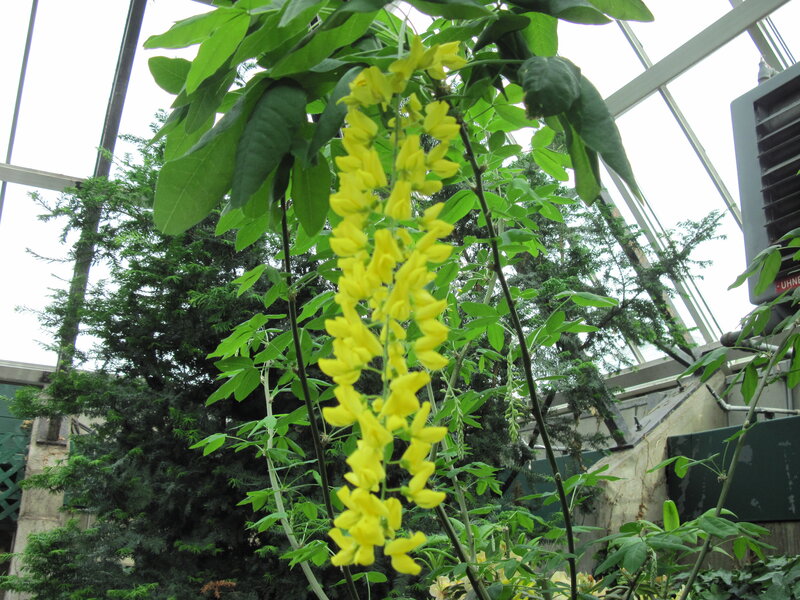 Yellow Flower Cluster — Calm, Afternoon