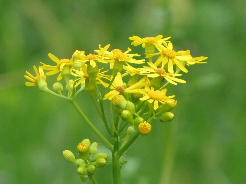 Yellow Flower Cluster — Calm