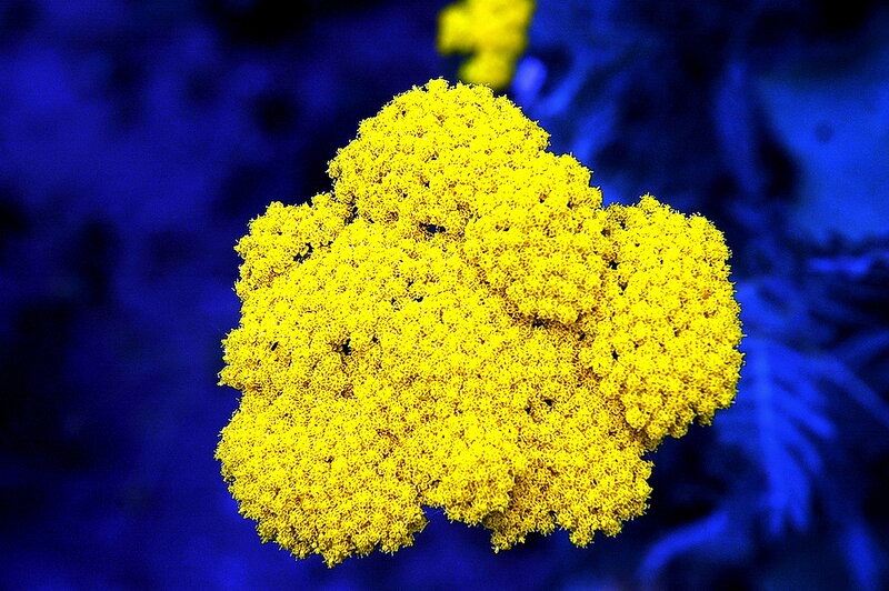 Yellow Flower Cluster — Dramatic, Photograph