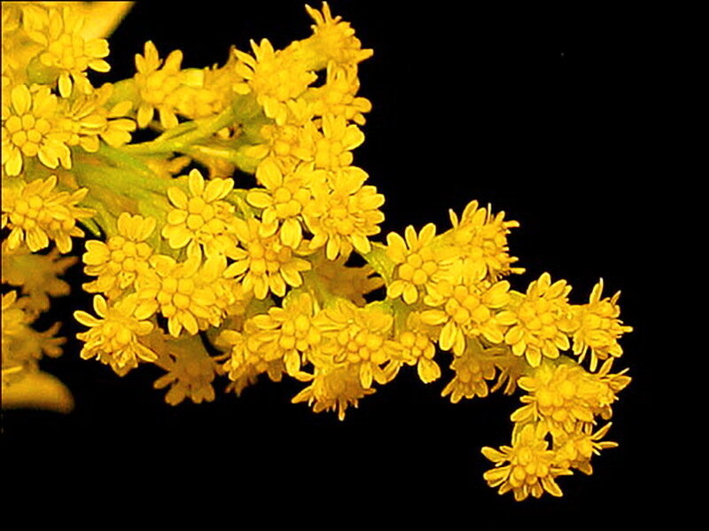 Yellow Flower Cluster — Dramatic