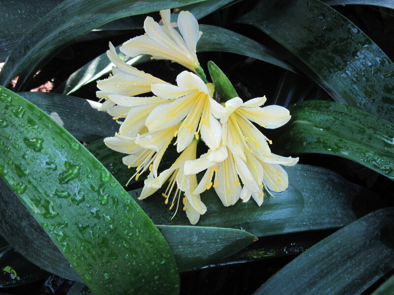 Yellow Flower Cluster — Green, Serene