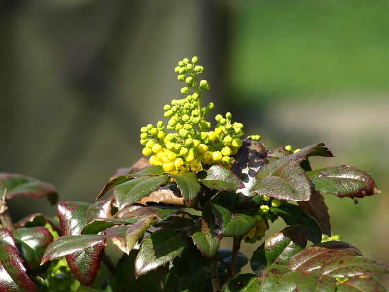 Yellow Flower Cluster — Green