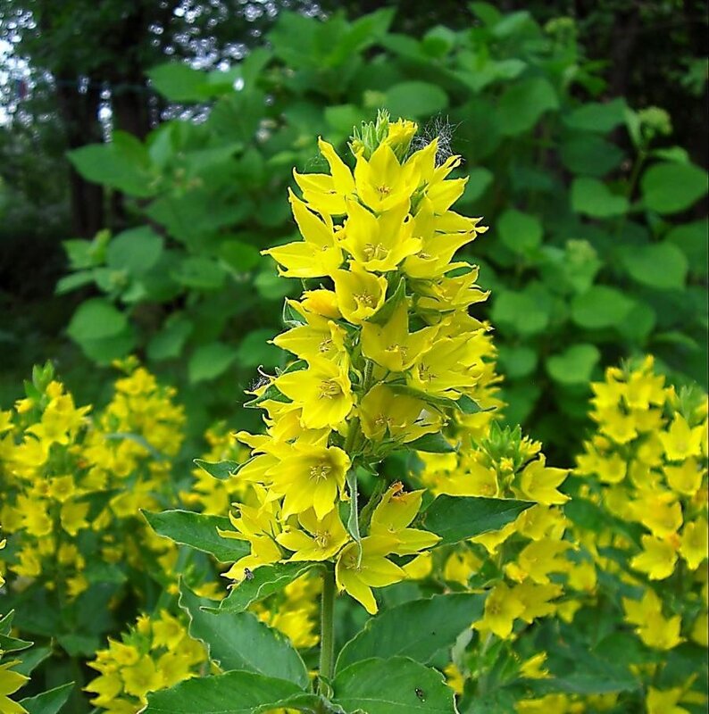 yellow flower cluster in garden