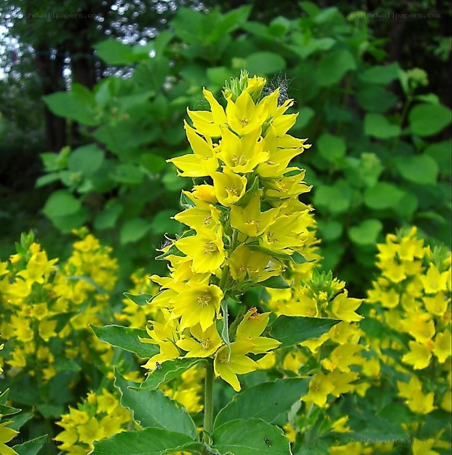yellow flower cluster in garden