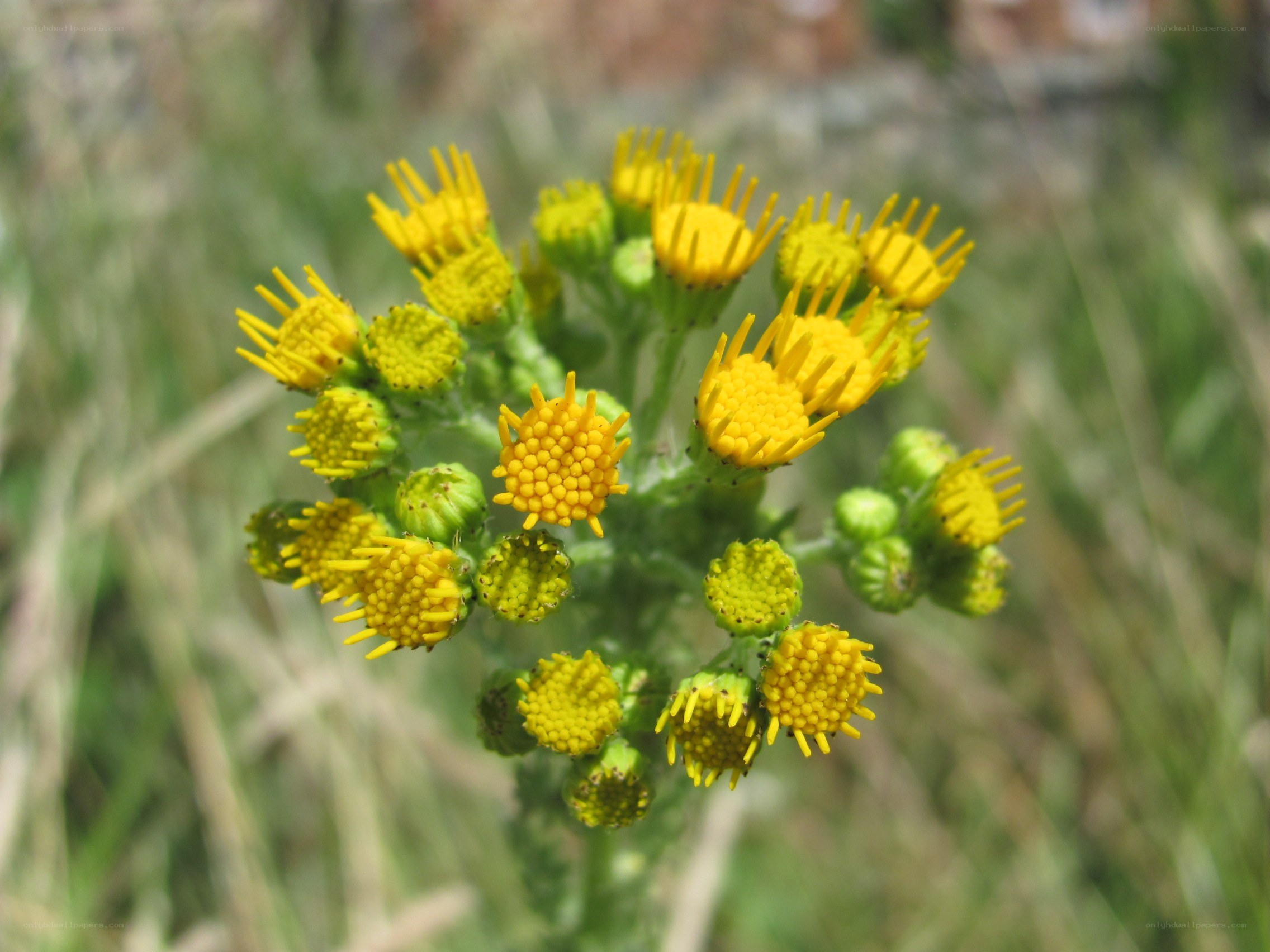 yellow flower cluster in sunlight