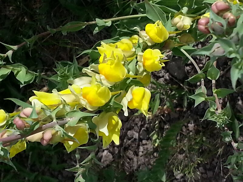 Yellow Flower Cluster — Natural, Afternoon, Photograph