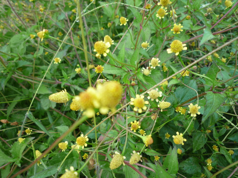 Yellow Flower Cluster — Natural, Afternoon