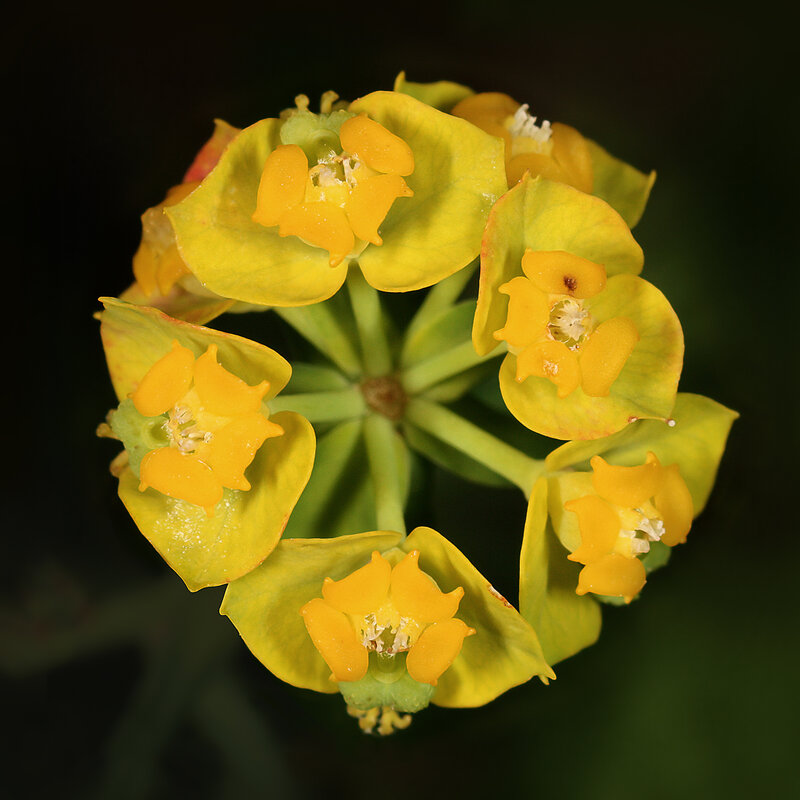 Yellow Flower Cluster — Natural, Photograph, Green Leaves, Center of Flower