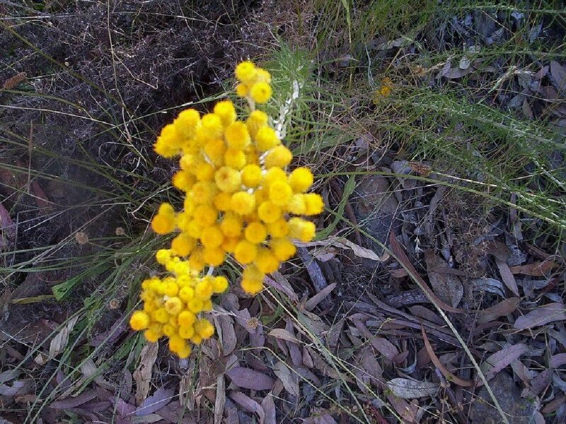 Yellow Flower Cluster — Natural, Photograph