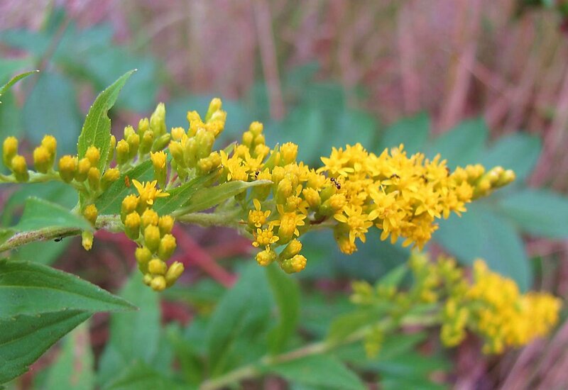 Yellow Flower Cluster — Natural