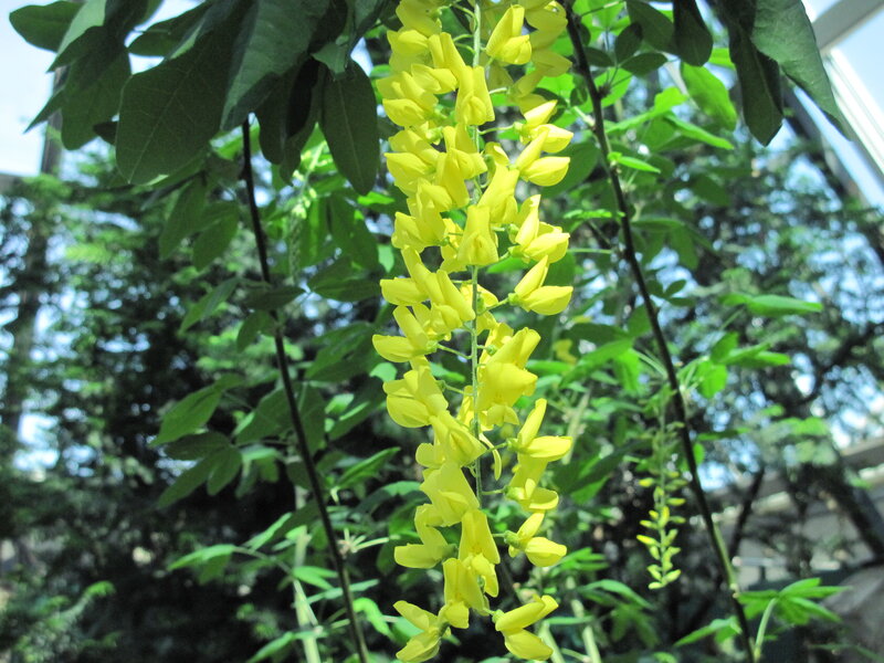 Yellow Flower Cluster — Serene