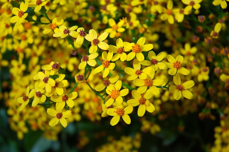 Yellow Flower Cluster — Vibrant