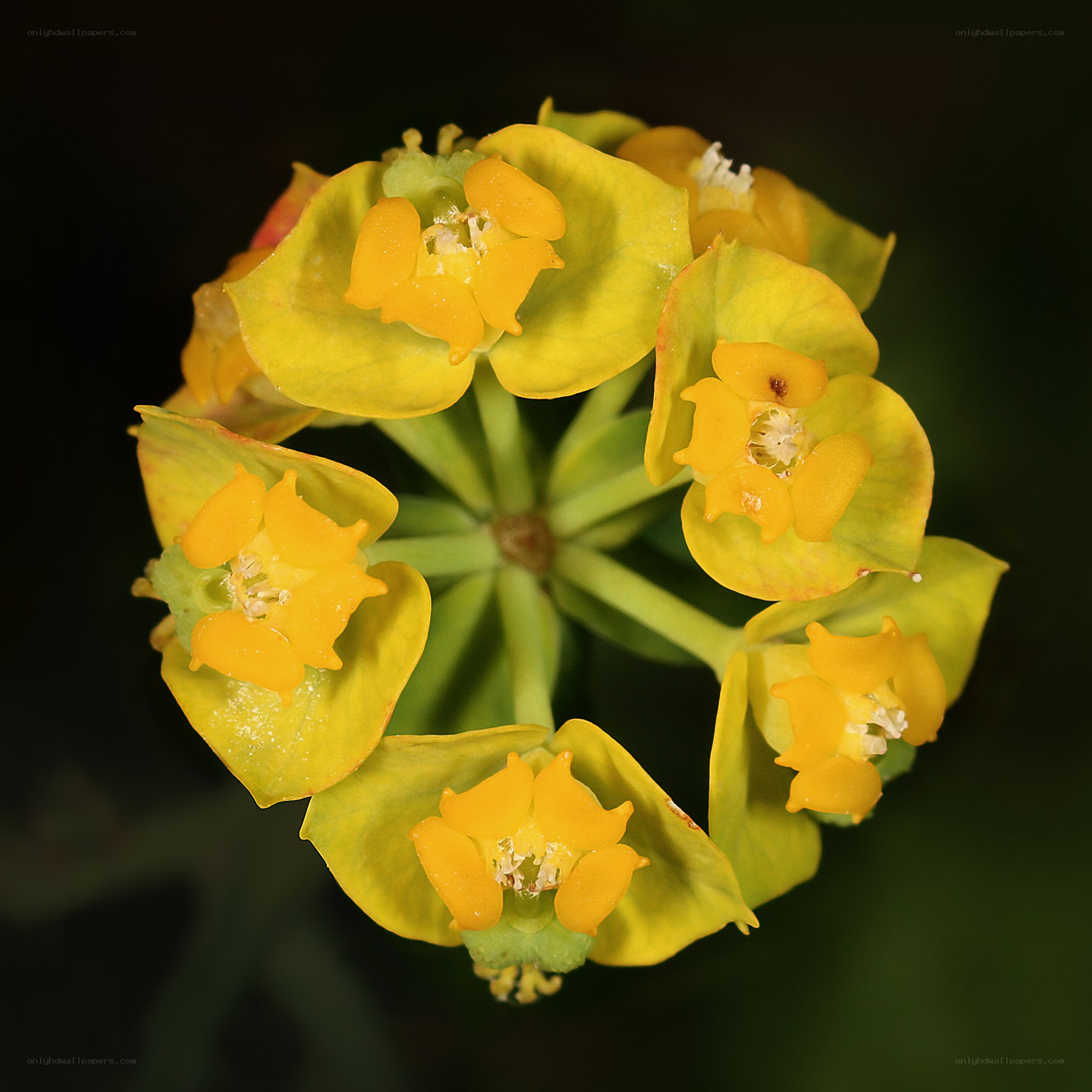yellow flower cluster