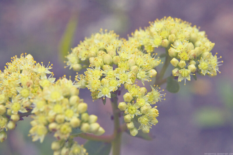 Yellow Flower Clusters — Calm