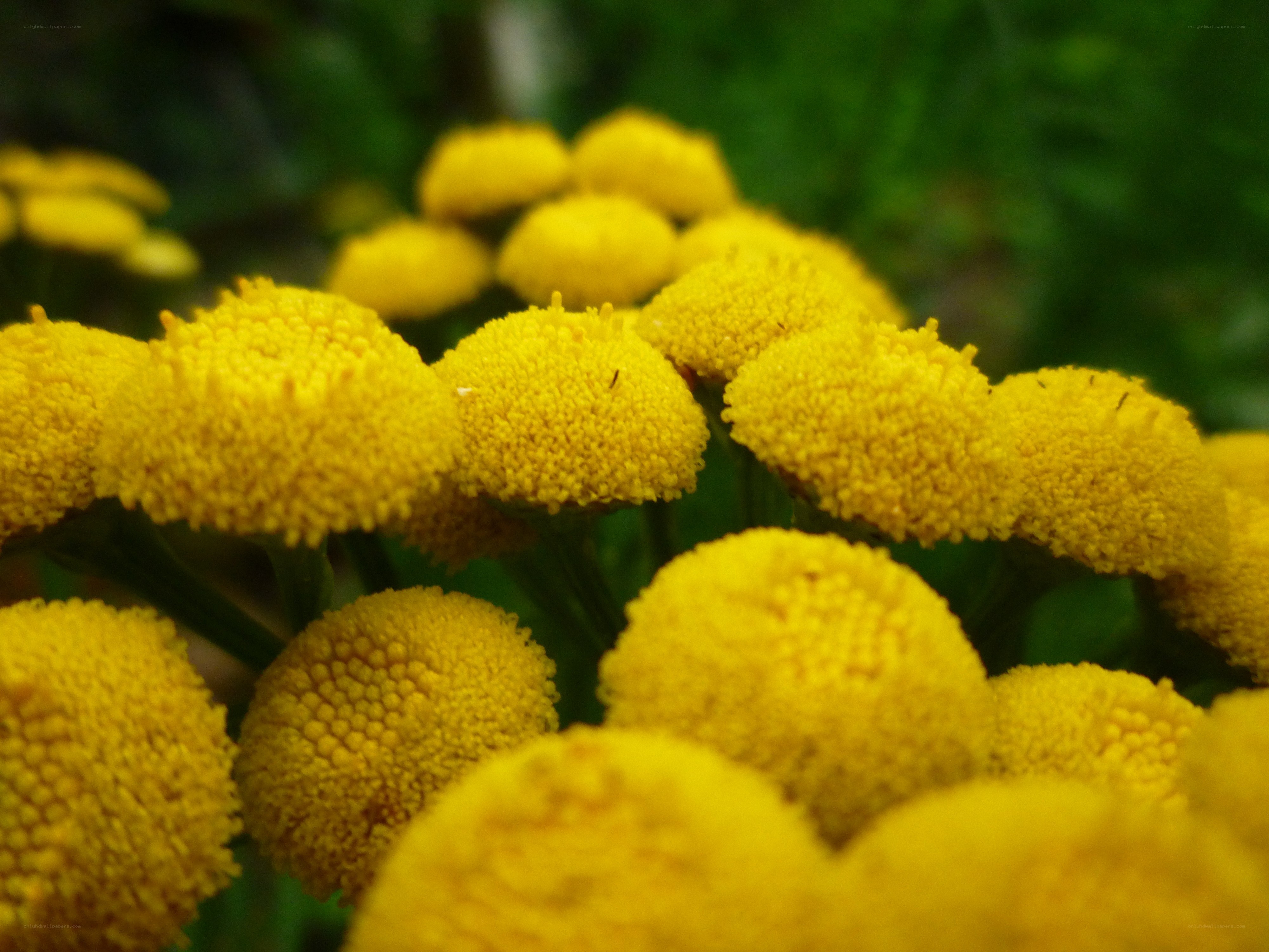 Yellow flower clusters in focus