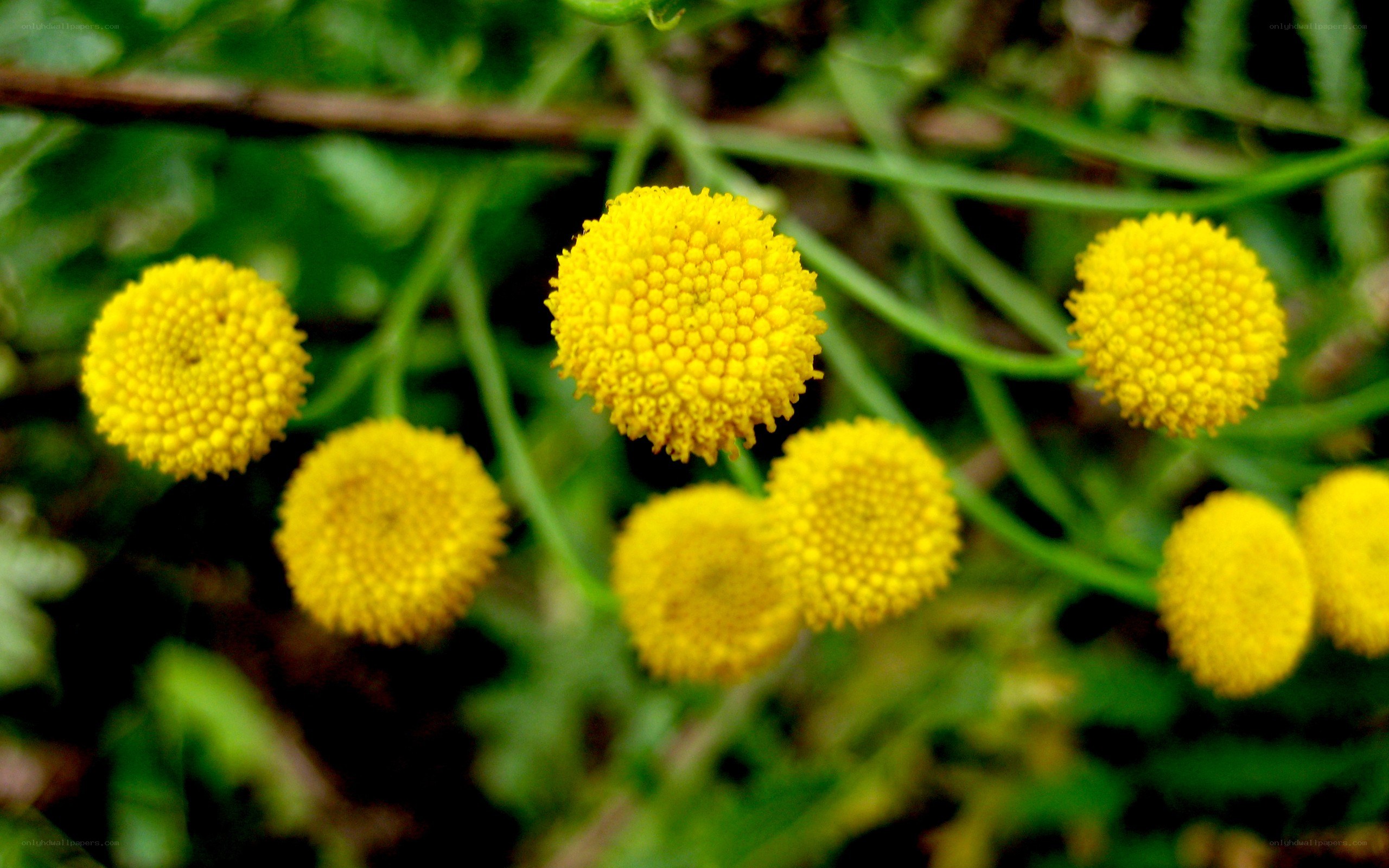 Yellow flower clusters in nature