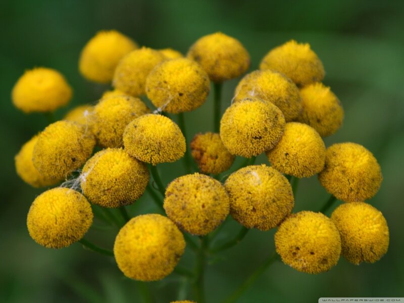 Yellow Flower Clusters — Natural, Photograph