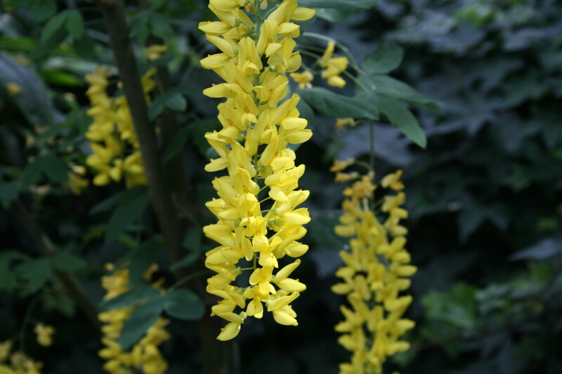 Yellow Flower Clusters — Natural, Spring