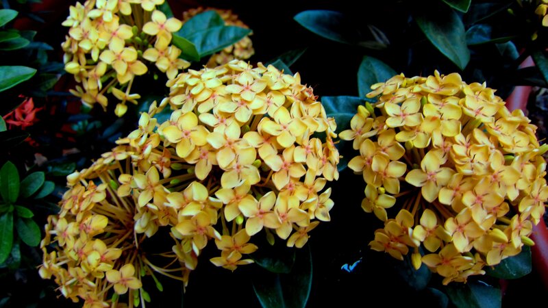 Yellow Flower Clusters — Natural