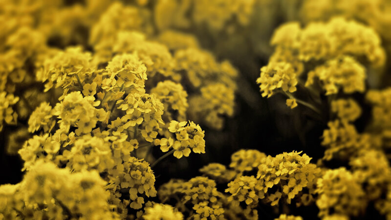 Yellow Flower Clusters — Serene, Photograph