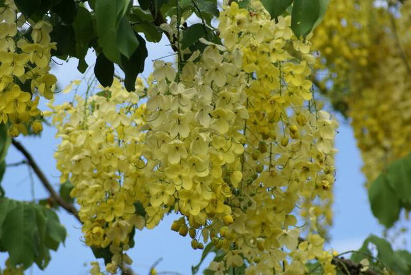 Yellow Flower Clusters — Serene