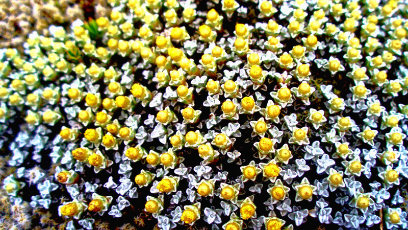 Yellow Flower Clusters