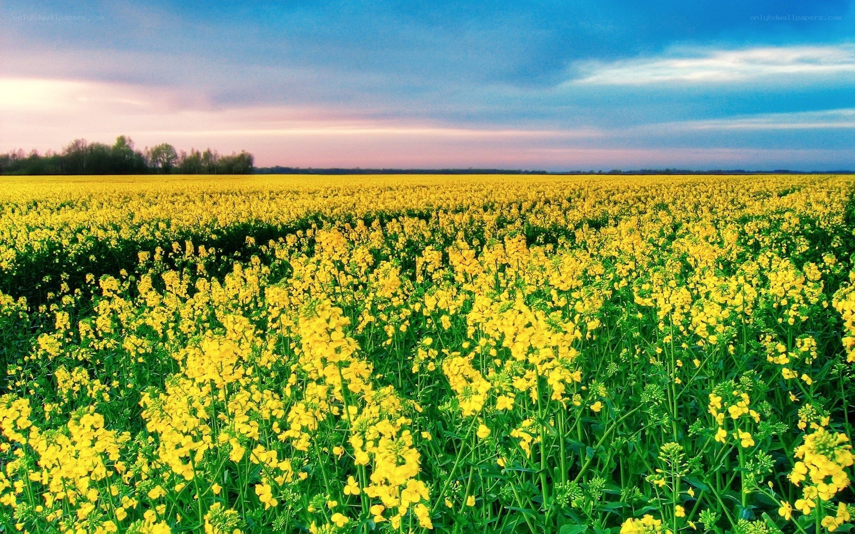 Yellow flower field at sunset