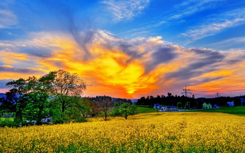 Yellow Flower Field at Sunset — Dramatic