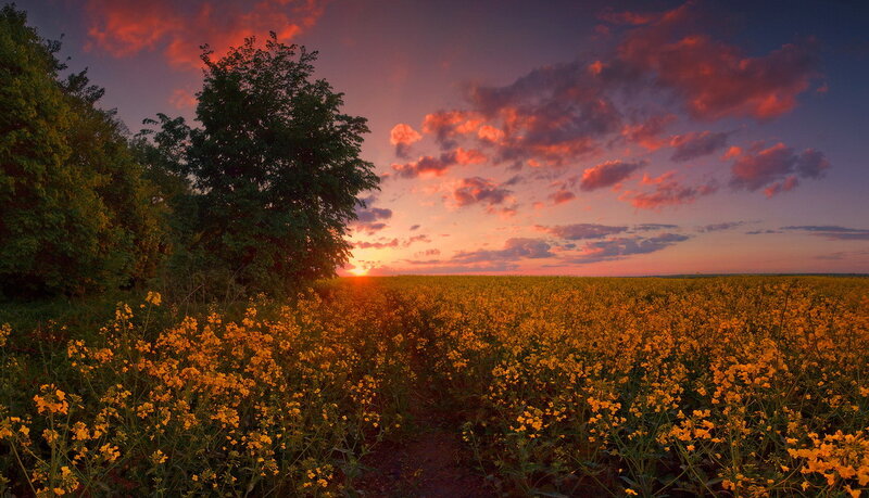 Yellow Flower Field at Sunset — Serene