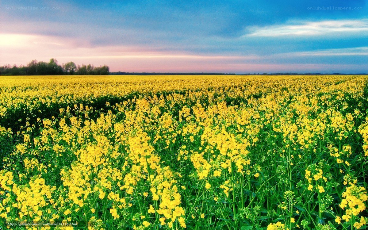 Yellow flower field at sunset