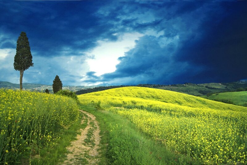 Yellow Flower Field — Blue, Dramatic