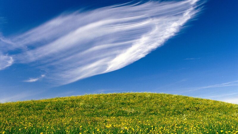Yellow Flower Field — Blue, Serene, Afternoon, Photograph, Hill