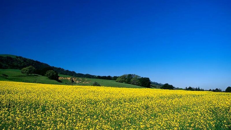 Yellow Flower Field — Blue, Serene, Afternoon, Photograph, Hills