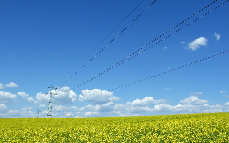 Yellow Flower Field — Blue, Serene, Afternoon, Photograph, Power Lines