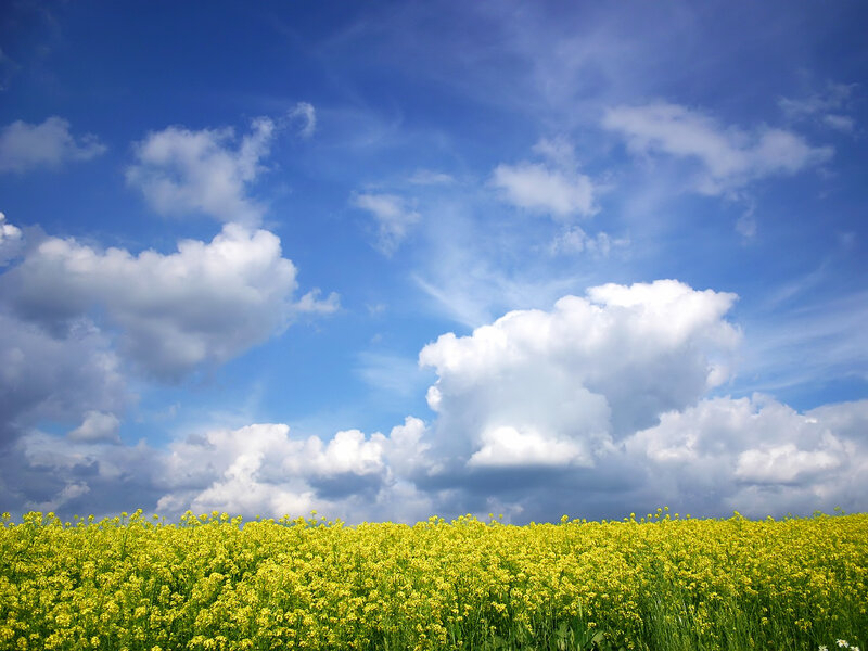 Yellow Flower Field — Blue, Serene, Afternoon, Photograph, Sky, Clouds, Green Grass