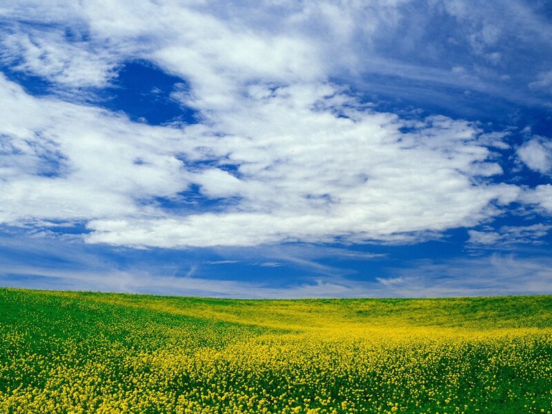 Yellow Flower Field — Blue, Serene, Afternoon, Photograph, Sky, Clouds, Hills