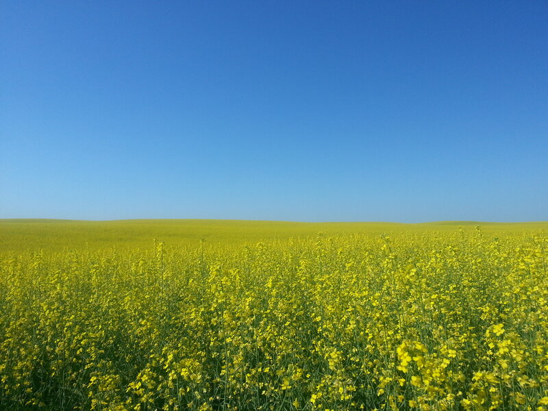 Yellow Flower Field — Blue, Serene, Afternoon, Photograph, Sky