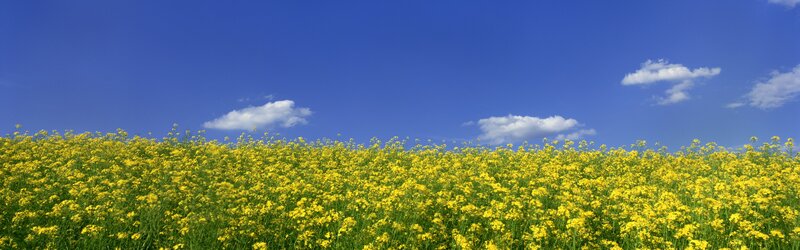 Yellow Flower Field — Blue, Serene, Spring