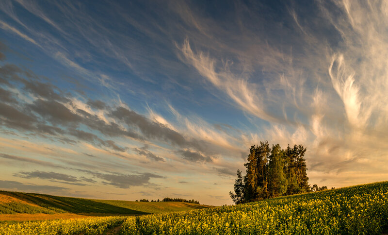 Yellow Flower Field — Blue, Serene, Sunset