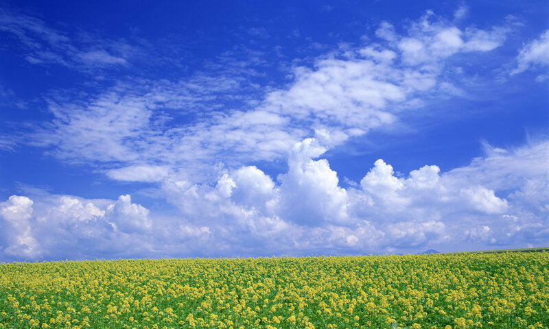 Yellow Flower Field — Blue, Serene