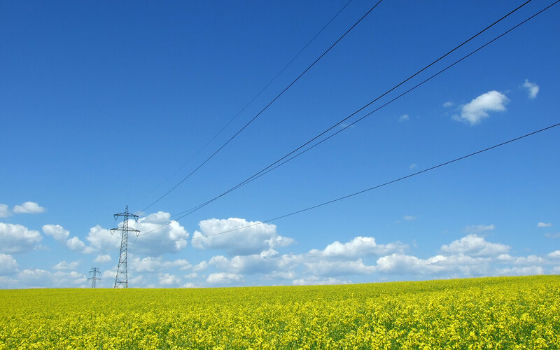 Yellow Flower Field — Blue
