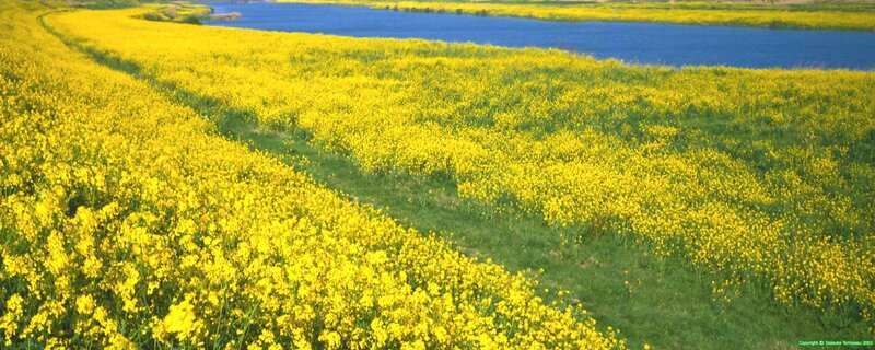 Yellow flower field by river